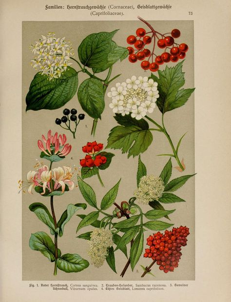 n384_w1150 | by BioDivLibrary Guelder Rose, Illustration Botanique, Insect Art, Lithograph Print, Vintage Botanical, Medicinal Plants, Antique Prints, Botanical Illustration, Botany