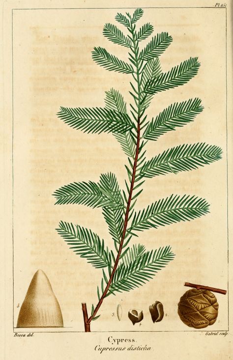 bald cypress Bald Cypress Tree, Bald Cypress, Illustration Botanique, Leaf Drawing, Cypress Trees, Old Book Pages, Tree Tattoo, Botanical Drawings, Winter Pictures