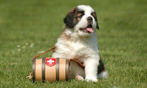 Raza de perro san bernardo Chubby Puppies, Saint Bernard (dog), St Bernards, St Bernard Puppy, St Bernard, Gentle Giant, Saint Bernard, Animals Friends, Puppies