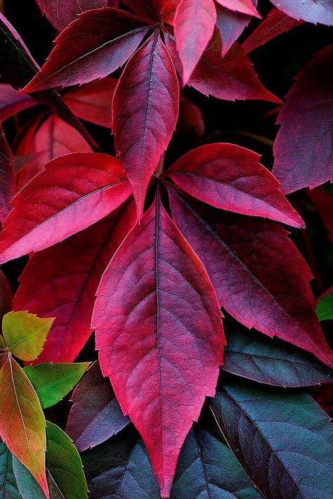 Leaf Images Nature, Leaf Pictures Photography, Leaves Close Up Photography, Autumn Leaf Photography, Red Autumn Leaves, Tree Leaves, Autumn Beauty, Leaf Art, Leave In