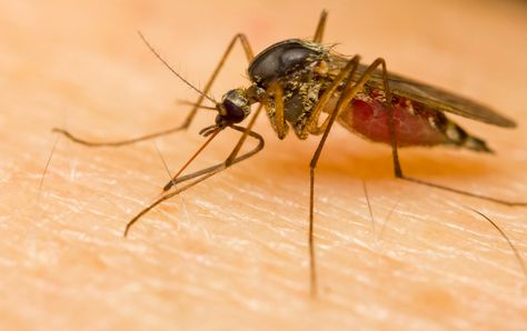 Malaria Symptoms, Mosquito Bite Itch, Prevent Mosquito Bites, Female Mosquito, Mosquito Repellent Homemade, Get Rid Of Spiders, West Nile Virus, Zika Virus, Mosquito Bite