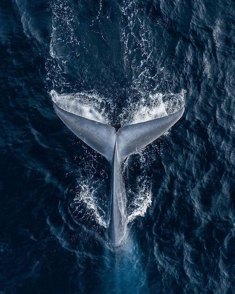 Wallpaper Whale, Whale Pictures, Blue Aesthetic Wallpaper, Blue Aura, Grey Pictures, Oceanography, Ocean Wallpaper, Ocean Vibes, Marine Biology