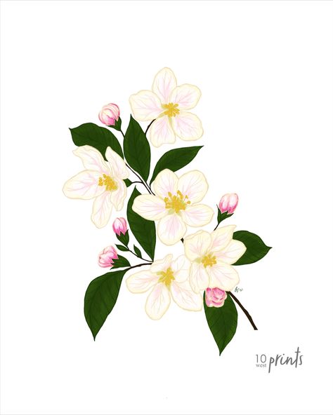 Michigan State Flower, Arkansas State Flower, Michigan Apple Blossom, Apple Blossom Illustration, Beauty Tattoos, Apple Blossom, Art Digital, Small Flowers, Arkansas