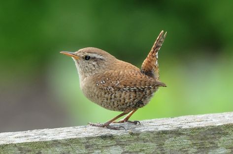 Winter Wren (Troglodytes troglodytes) Carolina Wren, Birds And The Bees, British Wildlife, Bird Boxes, Colorful Birds, Bird Garden, Little Birds, Small Birds, Wild Birds