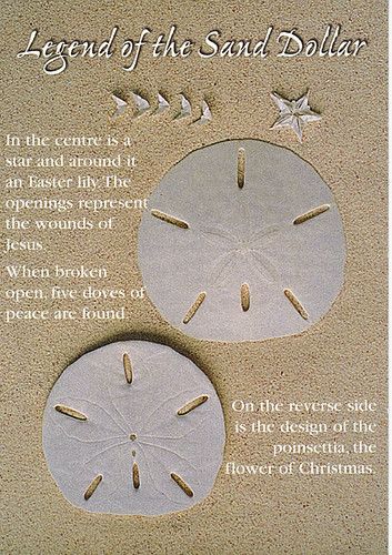 Legend of the Sand Dollar 89-T | Karyn Schronski | Flickr Legend Of The Sand Dollar, Sand Dollar Crafts, Sand Dollar Craft, Sand Dollar Art, Dollar Art, Shells And Sand, Spiritual Thoughts, Beach Stuff, Sand Dollars