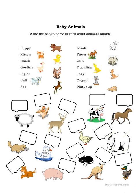 Baby Animals - English ESL Worksheets for distance learning and physical classrooms Science Grade 1, Evs Worksheet, Animals And Their Babies, Animal Crafts Preschool, Farm Animals Preschool, Mother And Baby Animals, Baby Animal Names, Teacher Portfolio, Animal Lessons