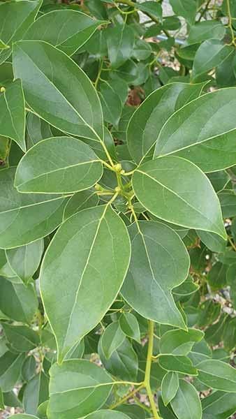 Pleached Trees. Pleached Evergreen Trees. Pleached Deciduous Laurus Nobilis Tree, Ligustrum Japonicum Texanum, London Nursery, Hardy Shrubs, Acer Japonicum Aconitifolium, Pleached Trees, Chasmanthium Latifolium, Cinnamomum Camphora, Fast Growing Hedge