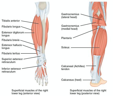 Lower Leg Anatomy, Leg Anatomy Drawing, Leg Muscles Anatomy, Muscles Anatomy, Lower Leg Muscles, Leg Anatomy, Leg Muscle, Drawing Legs, Muscle Anatomy