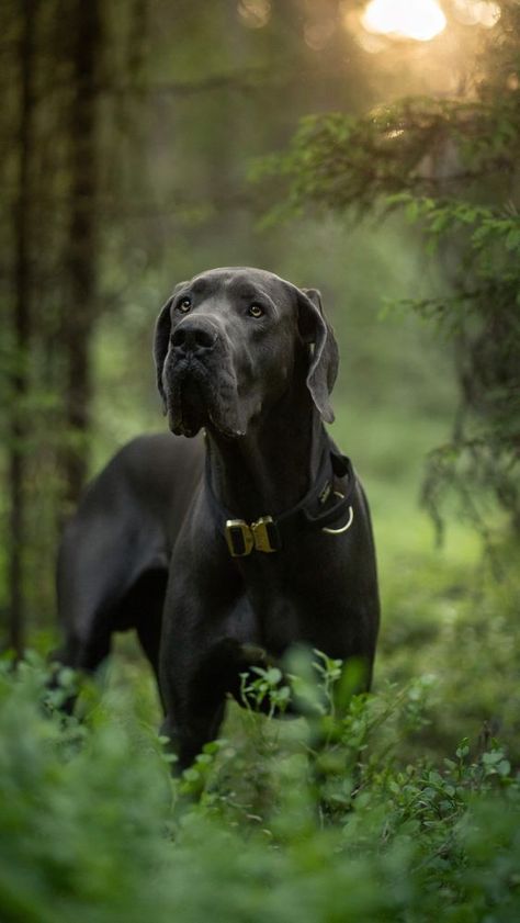 Brindle Great Dane, Extra Large Dog Breeds, Show Dogs, Working Dogs Breeds, Adventure Dog, Amanda Jones, Great Danes, Great Dane Puppy, Dogs For Adoption