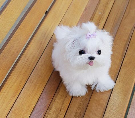 Cute White Tea Cup Maltese Miniature Maltese, Maltese Puppies For Sale, Cute Teacup Puppies, Teacup Maltese, White Puppy, Tiny Puppies, Yorkshire Terrier Puppies, Maltese Puppy, Teacup Puppies