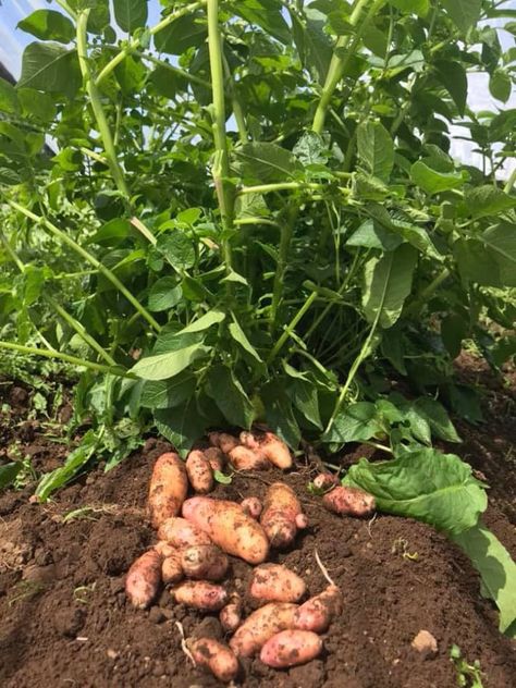 How to grow potatoes in garden soil, pots, or containers easily with big yields! Great tips & best ways to plant, harvest & store potatoes. - A Piece of Rainbow backyard, garden, vegetable gardening ideas, small space tips, grow your own food, homestead, homesteading #spring #summer #verticalgarden #ediblegarden #vegetablegardening #backyard #gardens #gardening #urbangardening #gardendesign #gardenideas #containergardening #DIY #homestead #gardeningtips #growfood #potatoes Potatoes In Garden, Garden Kaleidoscope, How To Plant Potatoes, Garden Potatoes, Potato Planting, Potato Growing, Plant Potatoes, Potato Gardening, Potato Planters