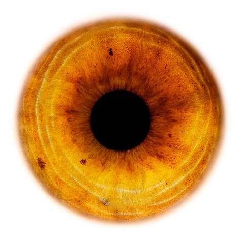 Eye Texture Png, Human Eyeball, Iris Eye, Window To The Soul, Windows To The Soul, Microscopic Photography, Eye Texture, Eyeball Art, Photoshop Digital Background