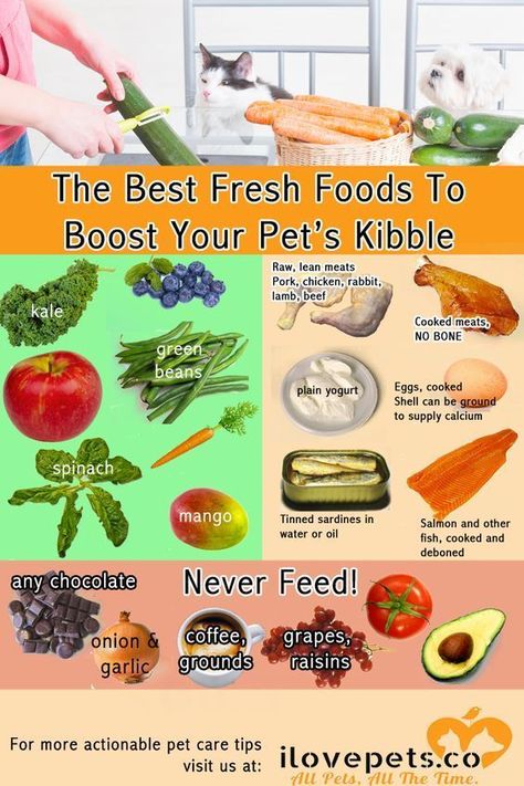 Things To Add To Dry Dog Food, Raw And Kibble Diet, Best Kibble For Dogs, Things To Add To Dog Kibble, Additives For Dog Food, Things To Add To Dog Food, Things To Add To Your Dogs Dry Food, Adding Fresh Food To Kibble, What Can I Add To My Dogs Dry Food