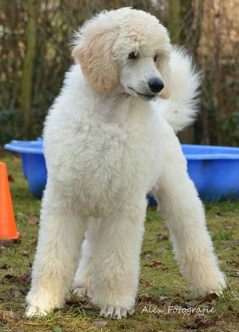 Cream Poodle, Poodle Haircuts, Anjing Poodle, Poodle Party, Poodle Dogs, Poodle Cuts, Red Poodles, Pretty Poodles, White Poodle