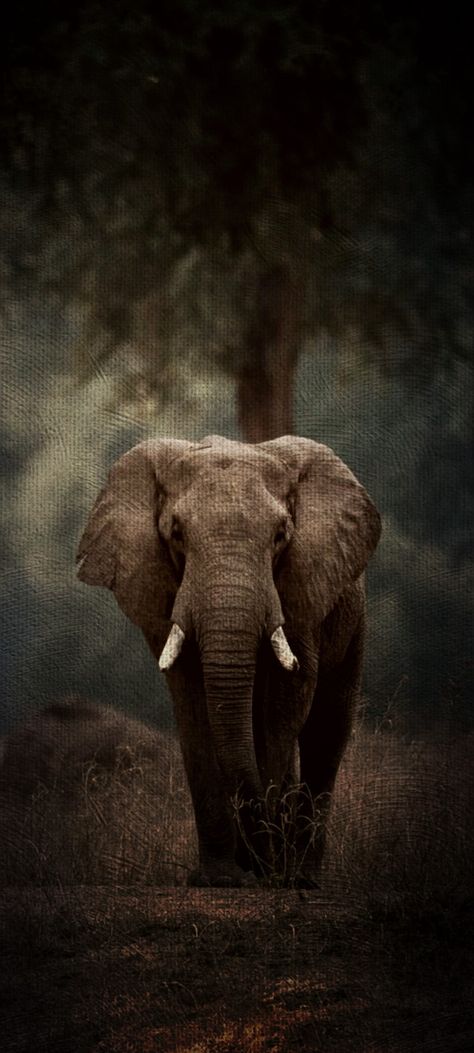 African Art Wallpaper, Amazing Photo, African Elephant, Animal Planet, Iphone Wallpapers, African Art, Galaxy Wallpaper, Animal Photography, Art Wallpaper