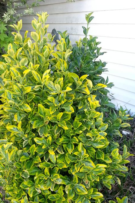 Foliage Plants for Dry, Shady Gardens - Home and Garden Digest Golden Euonymus Landscape, Tall Shade Plants, Golden Euonymus, Tall Fence, Shady Gardens, Dry Shade Plants, Dream Garden Backyards, Land Ideas, Perennial Ground Cover