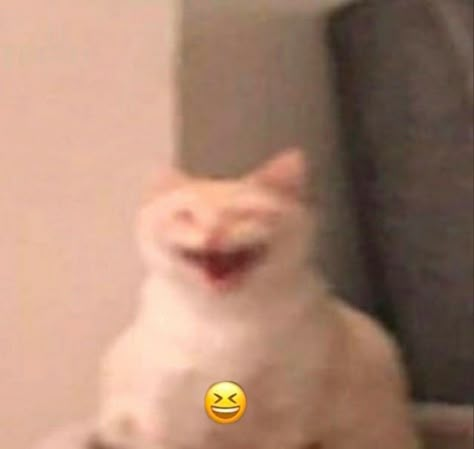 Chaotic Videos, Smol Cat, Funny Looking Cars, Cat Questions, Goofy Cat, Cat Reaction, Goofy Cats, Hate Cats, Cursed Emojis