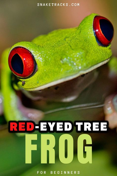 Red Eyed Tree Frog Terrarium, Tree Frog Terrarium, Frogs Preschool, Tree Frog Art, Pet Frog, Frog Activities, Costa Rica Wildlife, Frog Terrarium, Frog Tank