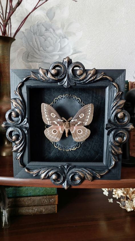 Available online! Entomology art display - real framed moth Framed Moth, Dark Academia Diy, Framed Butterfly Wall Art, Curiosities Decor, Butterfly Wall Art Diy, Diy Framed Wall Art, Entomology Art, Framed Insect, Insect Taxidermy