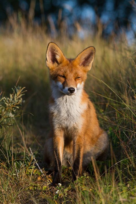 Young fox in the evening Fox Facts, Cunning Fox, Young Fox, Pretty Paintings, Fantastic Fox, Fox Pictures, Foxes Photography, Animal Reference, Pretty Nature