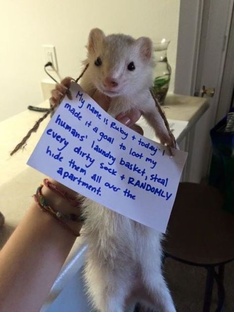 Shame On You Ferret Funny, Funny Ferrets, Cat Shaming, Animal Shaming, Pet Ferret, Cute Ferrets, Dog Shaming, Exotic Pets, Cute Little Animals