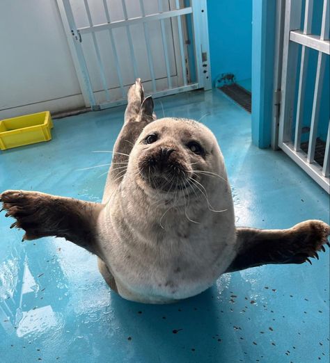 Seals In Water, Seal Pfp Aesthetic, Cute Seal Aesthetic, Seals In Love, Cute Seal Pictures, Silly Sea Animals, Seal Matching Pfp, Seal Silly, Seal Fursona