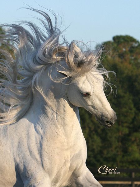 Ahal Teke, Most Beautiful Horses, Majestic Horse, All The Pretty Horses, Arabian Horses, White Horses, Horse Photos, Pretty Horses, Arte Fantasy