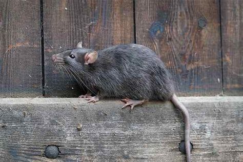 Greater Houston Texas Insect & Rodent Identification Guide Roof Rats, Norway Rat, Rats And Mice, Brown Rat, Rat Control, Getting Rid Of Mice, Carpenter Ant, Pest Prevention, Rodent Control