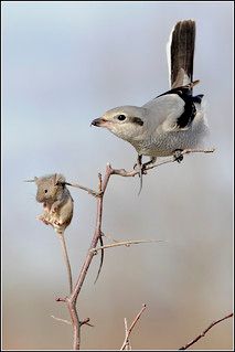 Shrike (Northern) - 0214 | Earl Reinink | Flickr Shrike Tattoo, Northern Shrike, Shrike Bird, Butcher Bird, Istp Characters, Traditional Sculptures, Bird Identification, Animal Reference, Bird Pictures