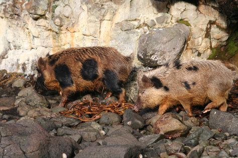 Auckland Island pigs scour the coastline for food. Due to their smaller stature compared to other breeds, the pigs are better candidates for xenotransplantation. Visual: New Zealand Department of ConservationThe animals evolved into ultra-resilient, disease-free predators while isolated on Auckland Island. The post New Zealand’s wild pigs could be a source of much-needed donor organs appeared first on Popular Science. Feral Pig, Pig Heart, Wild Pig, Organ Donor, Popular Science, Rare Breed, Sea Birds, The Animals, Auckland