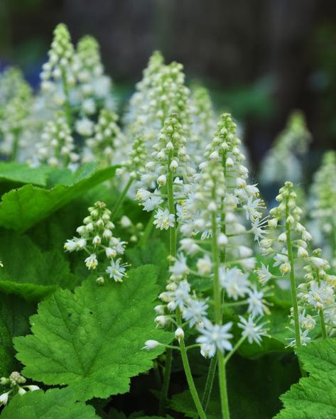 Three Dogs in a Garden: Creating a White Garden (Part-Shade & Shade Edition) White Perennial Flowers, Shade Perennial Garden, Shade Flowers Perennial, Part Shade Perennials, My Dear Husband, Garden Ideas Uk, White Flowering Plants, Shade Shrubs, Dear Husband