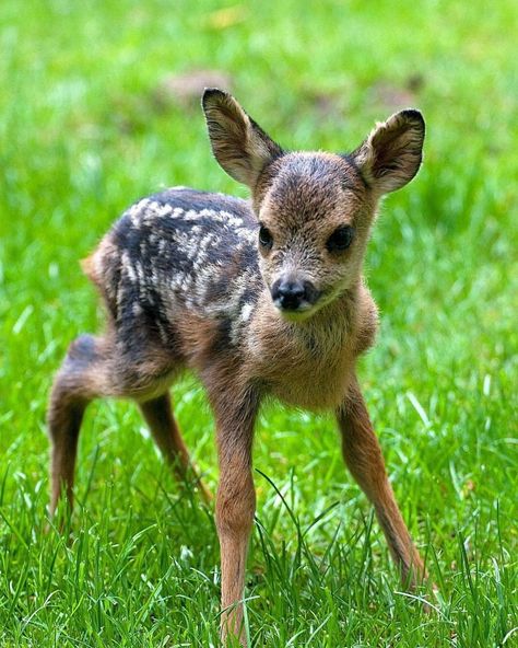 Baby deer! 😍 Follow @sweetguests for more ---------------------- #sweetguests #animalkingsdom #babyanimalife #wildlivep... Deer Species, Deer Photos, Deer Pictures, Bumbo, Roe Deer, Wildlife Photos, Cute Wild Animals, Baby Deer, Cute Animal Pictures