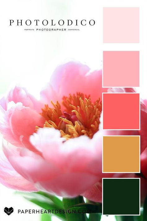 Color Palette: Perfect Peonies from photolodico — Paper Heart Design Peony Color Palette, Seeds Color Palette, Color Thesaurus, Interior Design Branding, Peony Colors, Pantone Colour Palettes, Call Art, Design Seeds, Color Palette Design