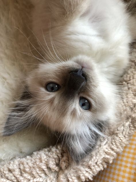 Balinese Balinese Cat Hypoallergenic, Balinese Cat Aesthetic, Balinese Cat, Hypoallergenic Cats, Cat Obsession, Dream's Cat, What Cat, Ragdoll Kitten, Gorgeous Cats