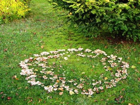 fairy circles Elf Ring, Faerie Ring, Fairy Rings, European Folklore, Fairy Circle, Josephine Wall, Fairy Ring, Faeries Gardens, Mushroom Fungi