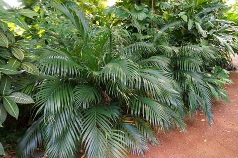 Cat Palm / Cascade palm - Medium grade | Trade Me Marketplace Cat Palm, Mexican Palm, Small Palm Trees, Bamboo Palm, Kentia Palm, Areca Palm, Small Palms, Growing Indoors, How To Grow