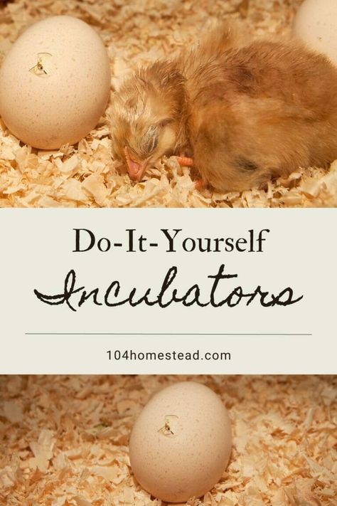 Diy Chicken Egg Incubator, Diy Incubator Chicken, Diy Egg Incubator How To Make, How To Incubate Chicken Eggs, Incubating Chicken Eggs At Home, Egg Incubator Diy, Incubating Eggs, Incubating Chicken Eggs, Homemade Incubator