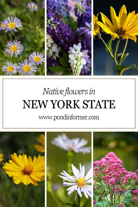 New York State is often conflated with the concrete jungle that is New York City, but the whole of the Empire State (including the Big Apple) is actually a hub of biodiversity. Learn more about its native flora on pondinformer.com #newyork #flowers #plants #ny #gardening New York Native Plants, New York Flowers, Native Plant Landscape, New York Flower, New York Landscape, Flowers To Plant, Plant Landscape, Garden Therapy, Native Plant Gardening