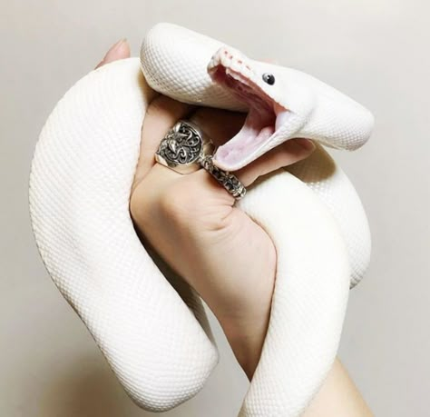 White Ball Python, Reptile Aesthetic, White Snakes, Baby Barn Owl, Spicy Spaghetti, Pet Snakes, Snake Painting, Pretty Snakes, Ball Pythons