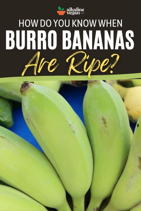 Burro Bananas Burro Banana Recipes, Burro Banana, Cavendish Banana, Thai Banana, Cooking Bananas, Alkaline Recipes, Banana Fruit, Green Banana, Asian Market