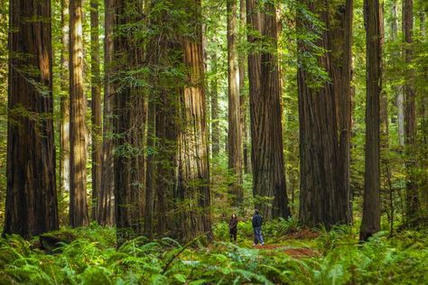 Understanding Forest Ecosystems and Biodiversity Sumber Daya Alam, The Mysterious Island, Mysterious Island, Forest Ecosystem, Dry Desert, Travel Destinations Usa, Perfect Road Trip, Temperate Rainforest, Wallpaper Iphone Neon