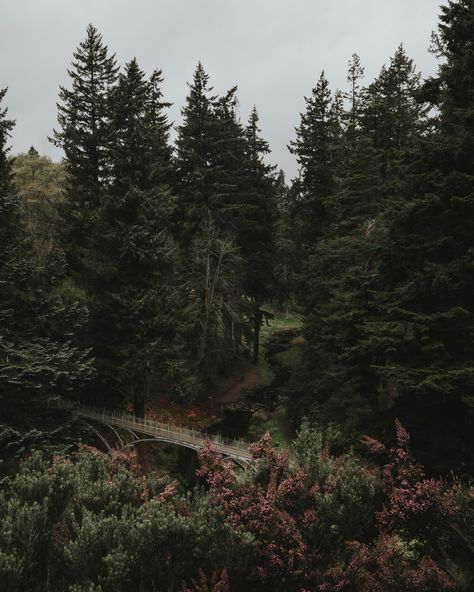 Download this photo by Nathan McDine on Unsplash Nathan Core, Forest Core, Tree Images, Wooden Bridge, Dream House Rooms, + Core + Aesthetic, Future Design, Green Trees, Dark Forest