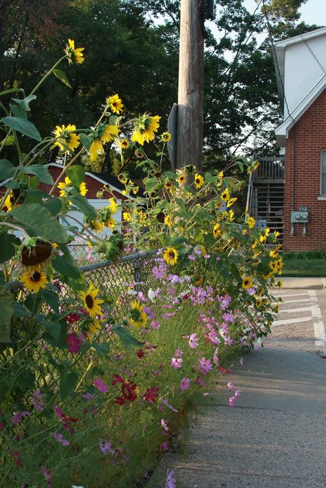 A chainlink fence transformed - FineGardening Chainlink Fence, Landscaping Along Fence, Custom Backyard, Backyard Plants, Backyard Flowers, Flower Pots Outdoor, The Gardener, Backyard Paradise, Fine Gardening