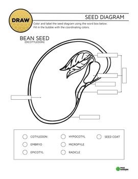 This Resource pairs with this SEED GERMINATION YT Video.Seed Structure and Seed Germination Diagrams. Label each structure of the dicotyledon (bean) seed & label these structures as the seed germinates.This is a great conceptual model that allows students to practice identifying the structures of the seed as they change during germinationAnswer Key Included.SUBSCRIBE to my YT Channel to get the latest episodes!Please consider rating this product. It helps other teachers find these resources. Seed Structure, Conceptual Model, Art Classroom Decor, Kindergarten Ela, Seed Germination, Prek Math, Middle School 6th Grade, 2nd Grade Ela, Independent Work