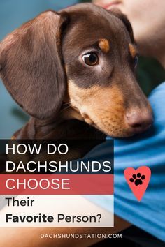 Doxies Dachshund, Dachshund Adoption, Funny Dachshund Pictures, Dachshund Personality, Dachshund Facts, Loyal Dog Breeds, Train Dogs, Dachshund Puppy Funny, Dachshund Puppy Training