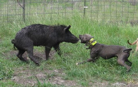 Hog Dog at work. Pig Hunting Dogs, Blue Lacy Dog, Hound Hunting, Wild Hogs, Pig Hunting, Hunting Dogs Breeds, Etching Ideas, Bully Dogs, Hog Hunting