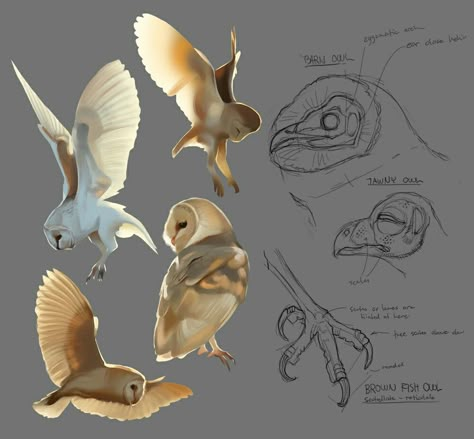 Studies Drawing, Owl Flying, Barn Owls, Animal Study, Anatomy Sketches, Owls Drawing, Animal Sketches, Owl Art, Arte Fantasy