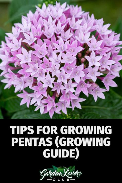 Egyptian Star Flower, Egyptian Star Cluster, Pentas Flower Landscaping, Pentas Plant, Pentas Flower, Pentas Lanceolata, Zone 10 Plants, Flowers On Branches, Cluster Flowers