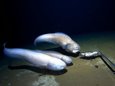 unknown species of australian hadal snailfish Hadal Zone, Oceanography Marine Biology, Aquatic Creatures, Tackle Shop, Nuclear Disasters, Black Ocean, Marianas Trench, Western University, Water Spirit