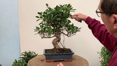 9 indoor plants good for feng shui this Lunar New Year - Culture Evergreen Bonsai, Ficus Tree Indoor, Ficus Ginseng Bonsai, Ficus Bonsai Tree, Ficus Bonsai, Bonsai Pruning, Bonsai Ficus, Lucky Bamboo Plants, Bonsai Tree Types